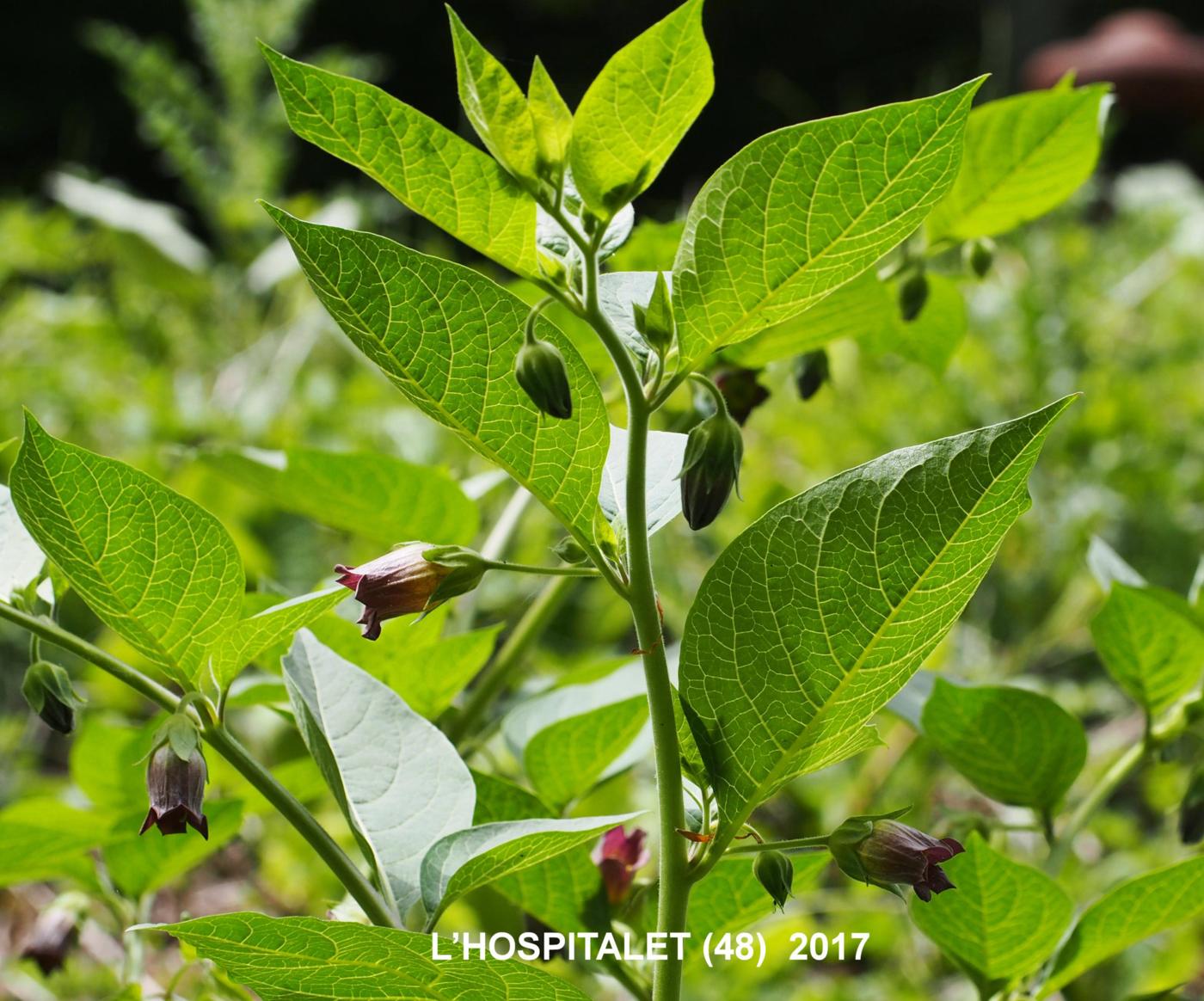 Nightshade, Deadly plant